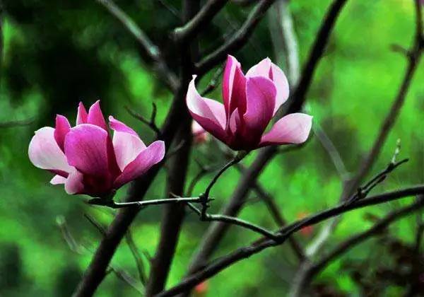 <a href='https://www.861230.com/guanhuazhiwu/6633.html' target='_blank'><u>玉兰</u></a>