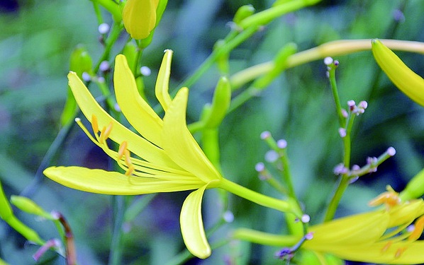 黄花的寓意