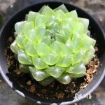 玉露主要价值
