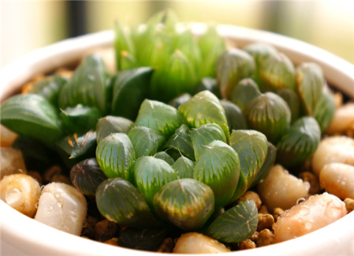 玉露图片