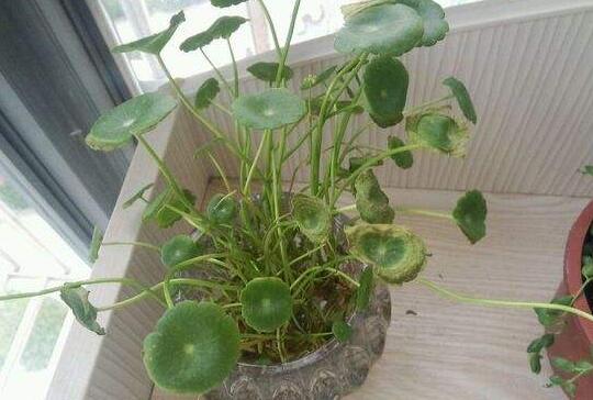 铜钱草叶子边缘干枯怎么办,学会四招让叶子更青翠