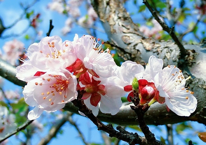 <a href='https://www.861230.com/guanhuazhiwu/6728.html' target='_blank'><u>杏花</u></a>