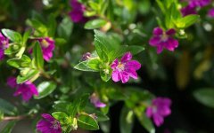 紫萼距花繁殖方法