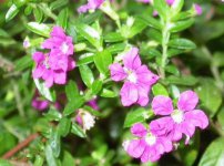紫萼距花形态特征