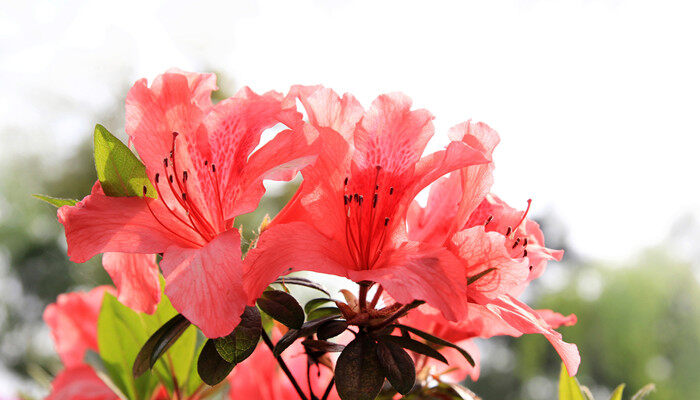 <a href='https://www.861230.com/guanhuazhiwu/31.html' target='_blank'><u>映山红</u></a>图片