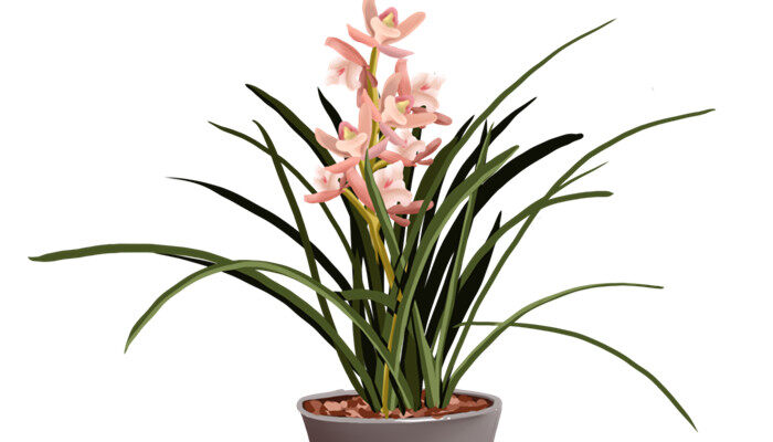 植物<a href='https://www.861230.com/guanhuazhiwu/6588.html' target='_blank'><u>君子兰</u></a>