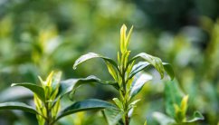 植物徒长是什么意思