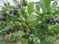 蓝莓灰霉病怎么防治？蓝莓灰霉病的症状和防治方法