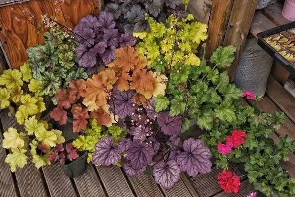 黄米饭花