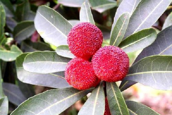 杨<a href='https://www.861230.com/guanhuazhiwu/9.html' target='_blank'><u>梅</u></a>