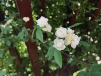 木香花的花语是什么？木香花的寓意和象征