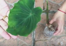 芋头盆栽的水培方法
