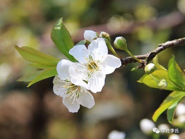 李子花