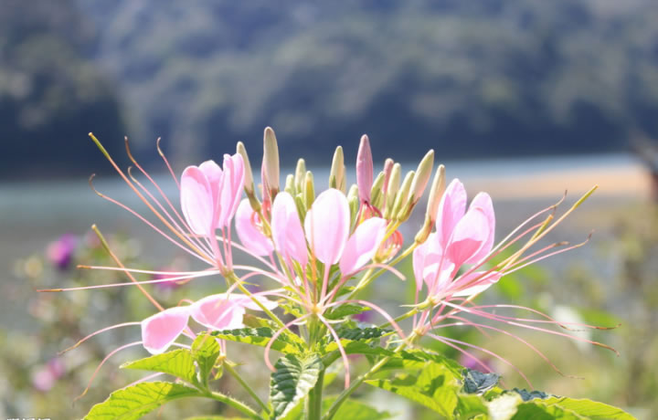 醉蝶花