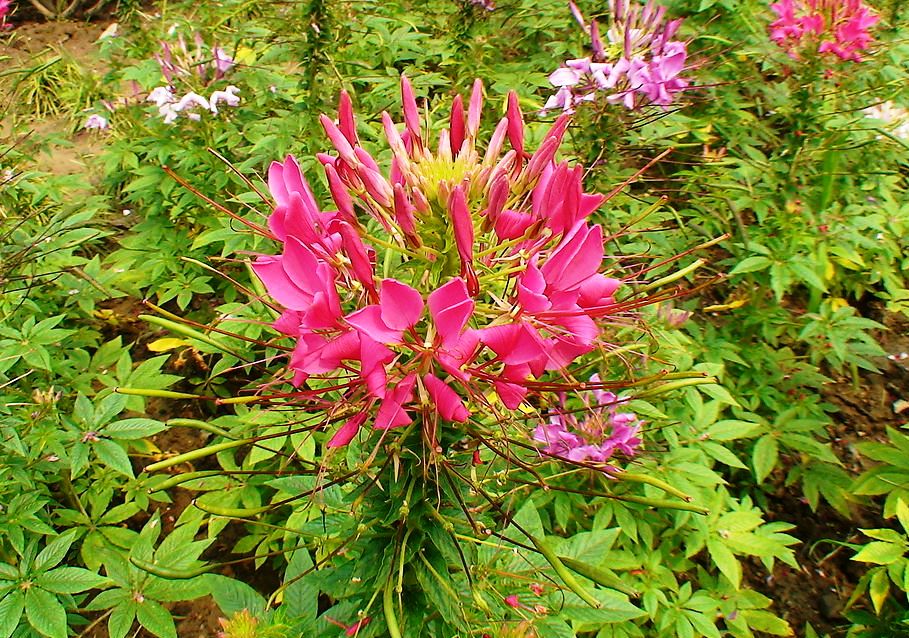 醉蝶花