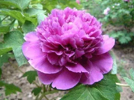 牡丹花