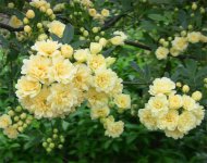 木香花图片