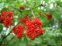 接骨木图片