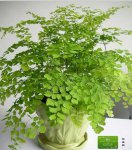 铁线蕨图片