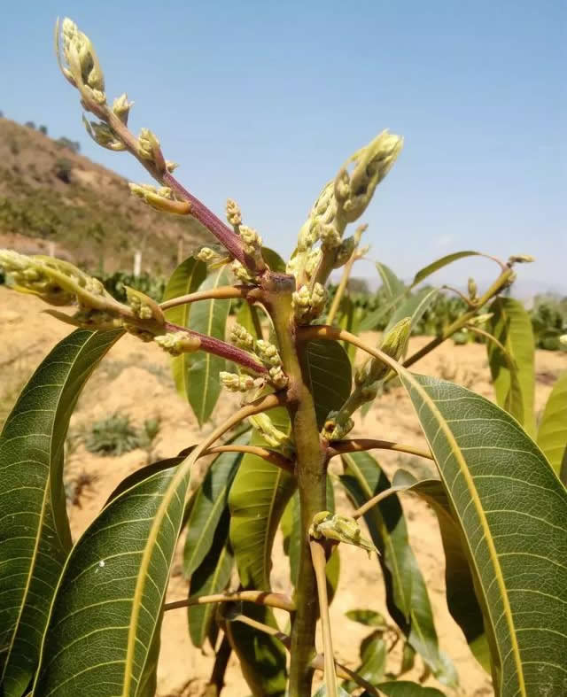 晚熟芒果剪花