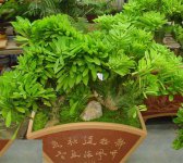 植物麒麟掌(麒麟角、玉麒麟)图片及简介