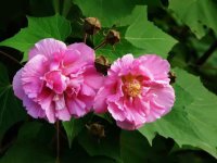 木芙蓉图片
