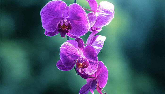 <a href='https://www.861230.com/guanhuazhiwu/6598.html' target='_blank'><u>蝴蝶兰</u></a>