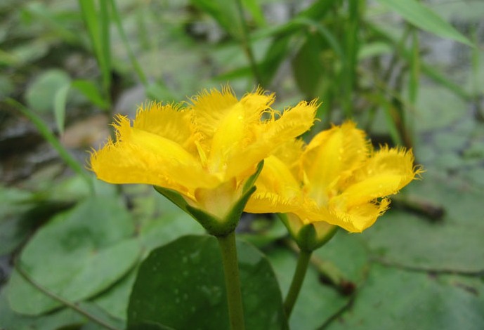 荇菜