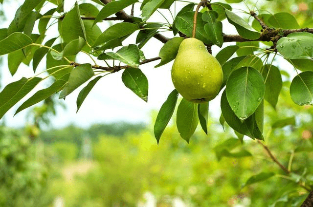公梨变母梨用什么农药