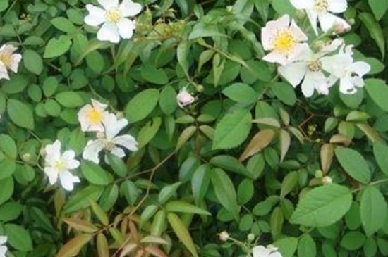 山木香树