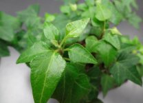 8种能够去除异味的盆栽植物介绍！给你一个持久清新的家