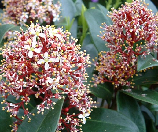 茵芋药用价值