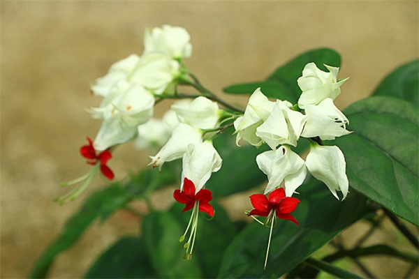 龙吐珠