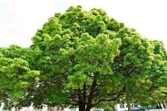 阴香树的功效