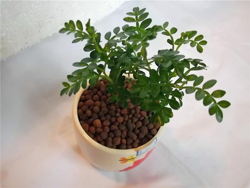 清香木