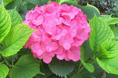 <a href='https://www.861230.com/guanhuazhiwu/6639.html' target='_blank'><u>绣球花</u></a>