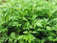 清明粿里面的野草叫什么