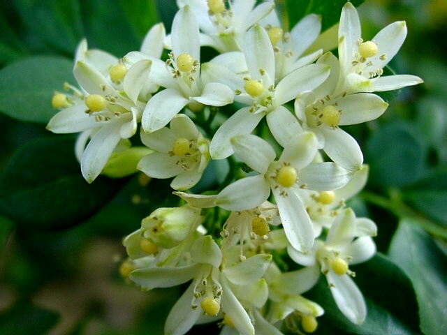 <a href='https://www.861230.com/guanhuazhiwu/6673.html' target='_blank'><u>九里香</u></a>图片