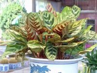 孔雀竹芋图片