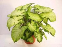 合果芋图片