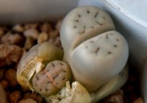 如何培育番杏科多头植株