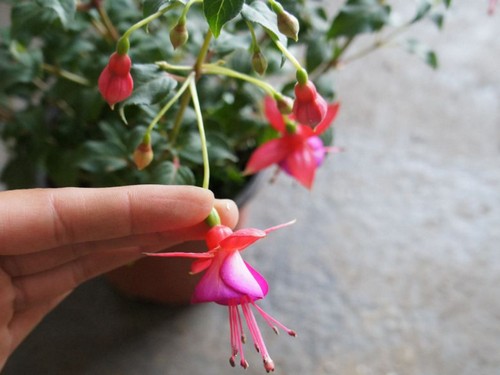 <a href='https://www.861230.com/guanhuazhiwu/6782.html' target='_blank'><u>吊钟花</u></a>