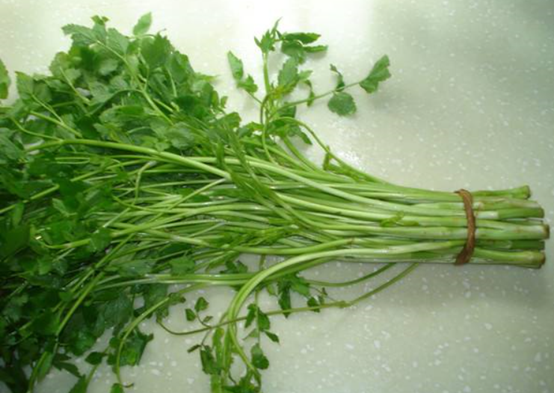 野生水芹菜