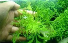 水罗兰繁殖方法