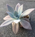 广寒宫图片