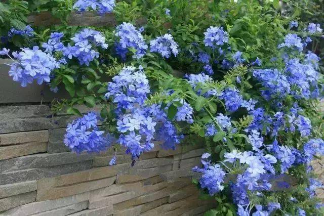蓝雪花
