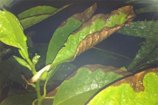 <a href='https://www.ahuacao.com/guanhuazhiwu/54.html' target='_blank'><u>白兰花</u></a>