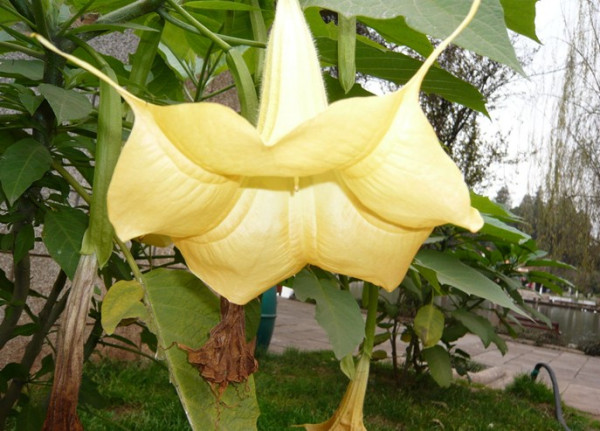 阴阳花