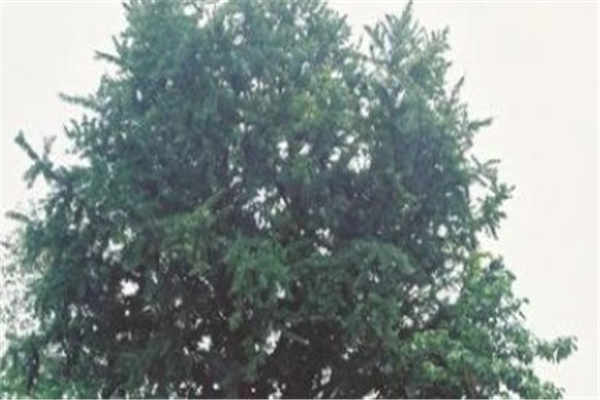 几袋盐能把树弄死 方法是什么
