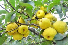 硝酸铵钙在果树上使用 正确使用方法